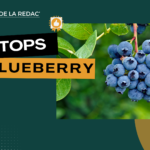 Les meilleures Blueberry CBD ! (Myrtille)