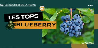 Les meilleures Blueberry CBD ! (Myrtille)