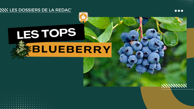 Les meilleures Blueberry CBD ! (Myrtille)