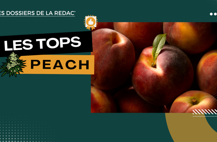 Notre sélection de fleurs Peach CBD (pêche)