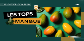 Les meilleures Mango CBD