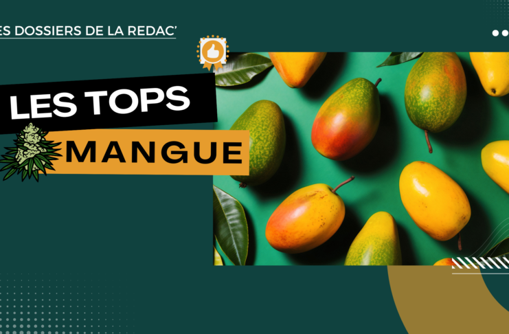 Les meilleures Mango CBD
