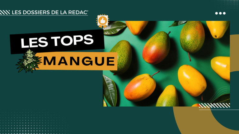 Les meilleures Mango CBD