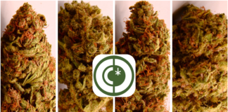 Les nouvelles variétés de Chanvre DC !