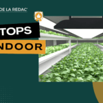 Les meilleurs producteurs en indoor