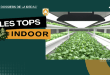 Les meilleurs producteurs en indoor