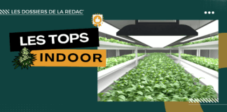 Les meilleurs producteurs en indoor
