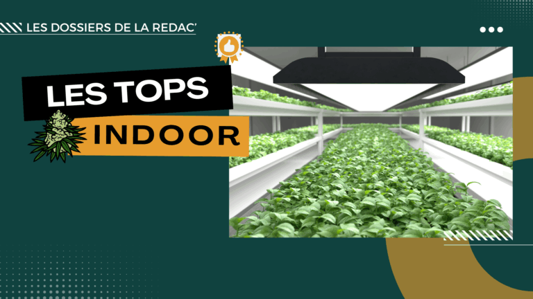 Les meilleurs producteurs en indoor