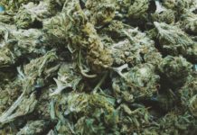 Small buds vs Big buds : la vérité