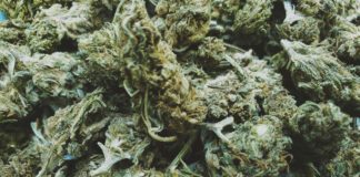 Small buds vs Big buds : la vérité