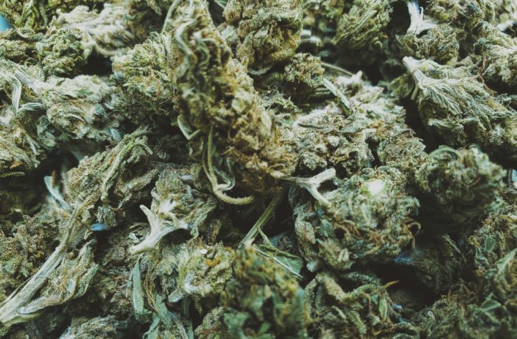 Small buds vs Big buds : la vérité