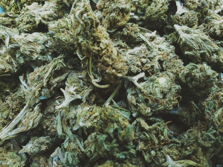 Small buds vs Big buds : la vérité