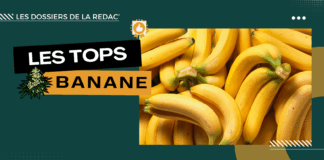Les meilleures banana CBD