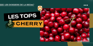Les meilleures cherry CBD