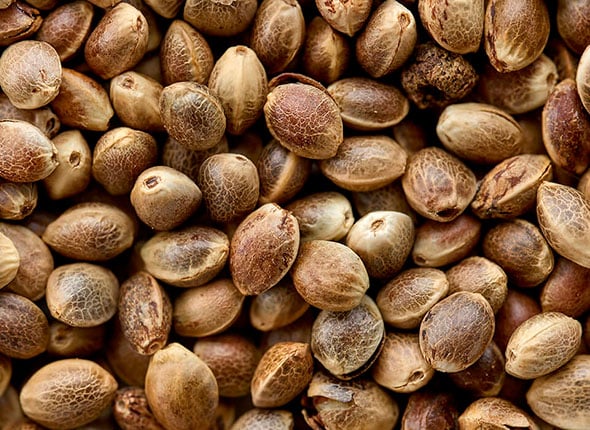 Recommandations de génétiques