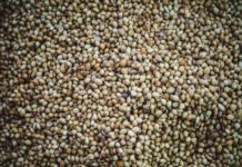 Recommandations de génétiques