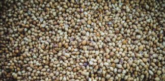 Recommandations de génétiques