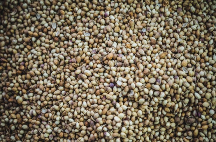 Recommandations de génétiques