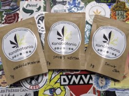 Kanabotania, culture indoor bretonne !