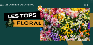 Les meilleures variétés florales CBD