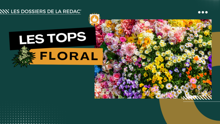 Les meilleures variétés florales CBD