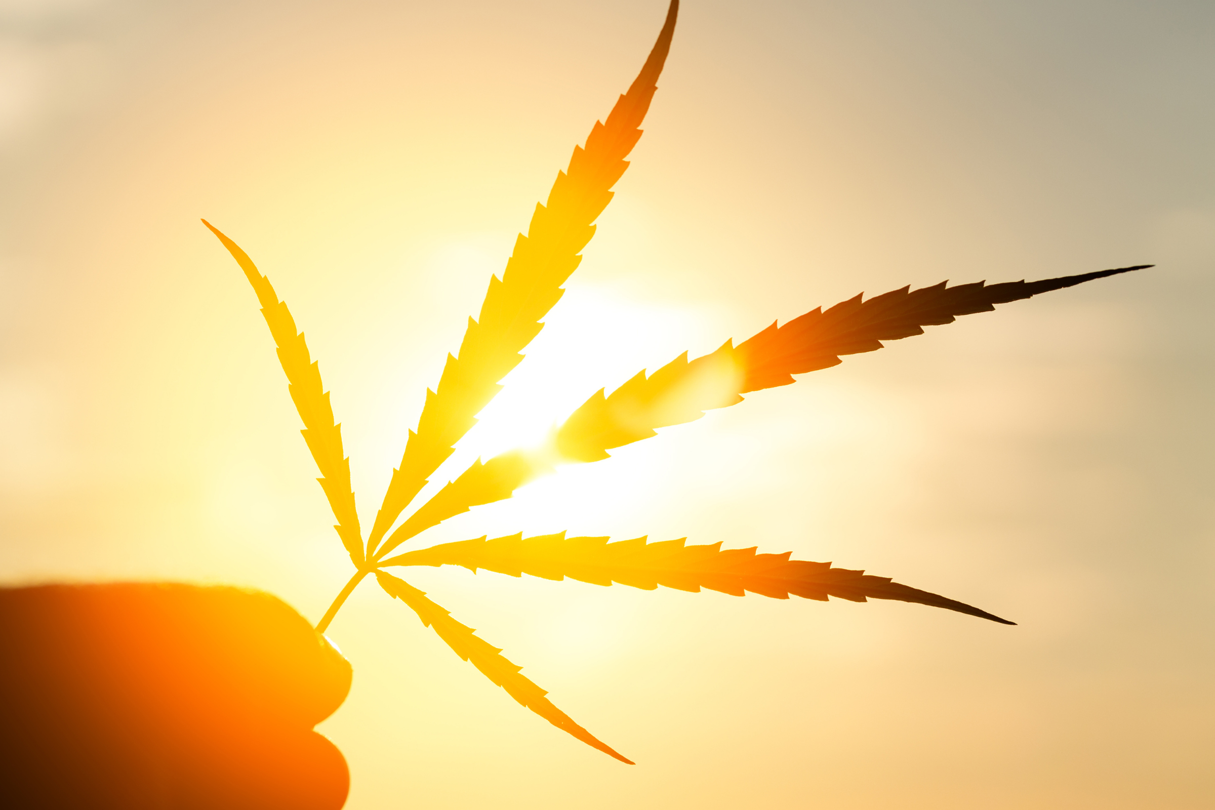 guide canicule chaleurs cannabis - Testeur de CBD